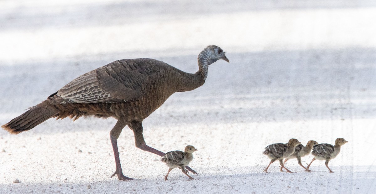 Wild Turkey - ML634109894