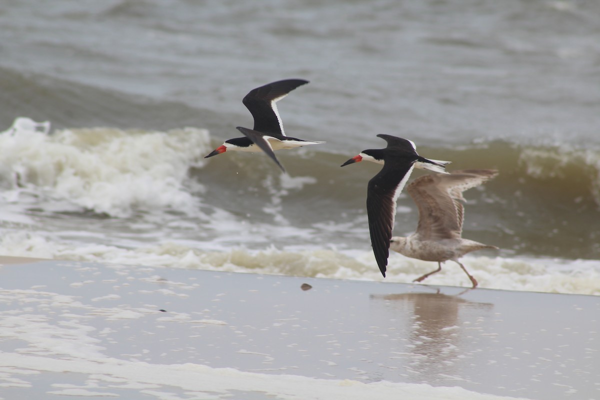 Black Skimmer - ML634109996