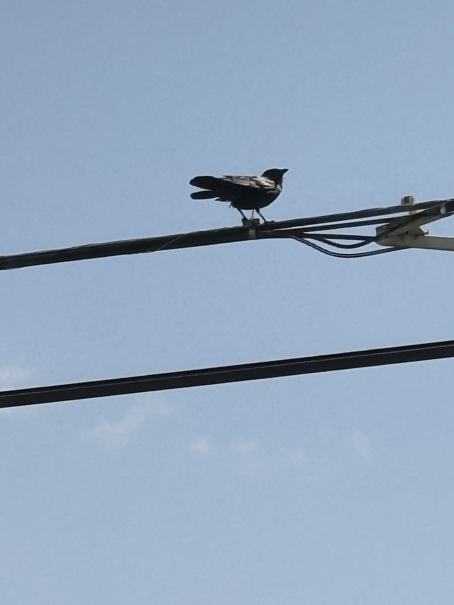 Fish Crow - ML634110008