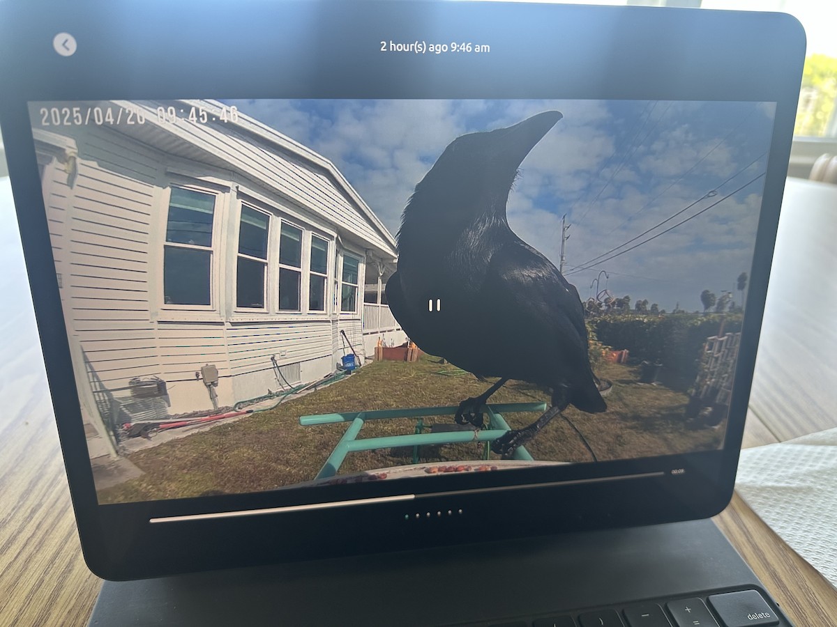 Fish Crow - ML634110013