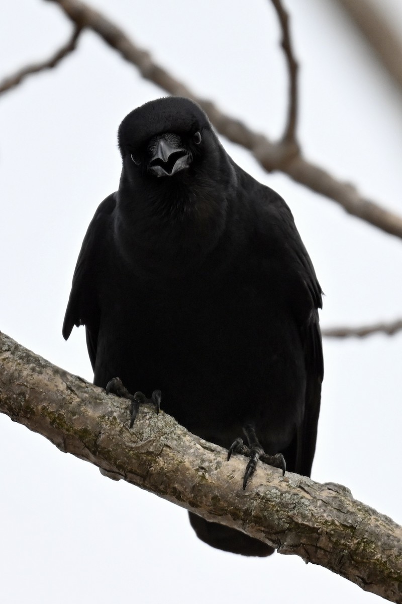 Fish Crow - ML634110105