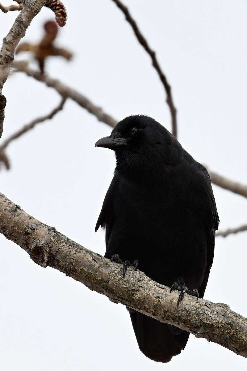 Fish Crow - ML634110106