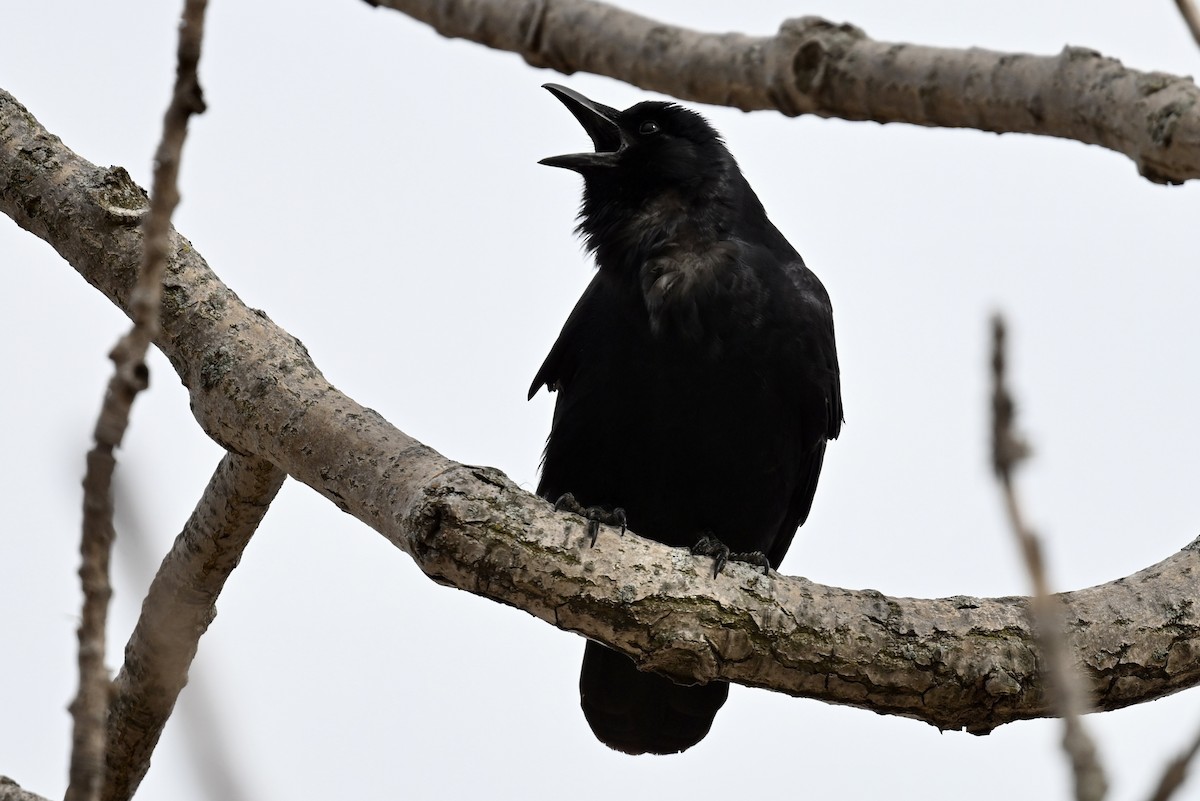 Fish Crow - ML634110107