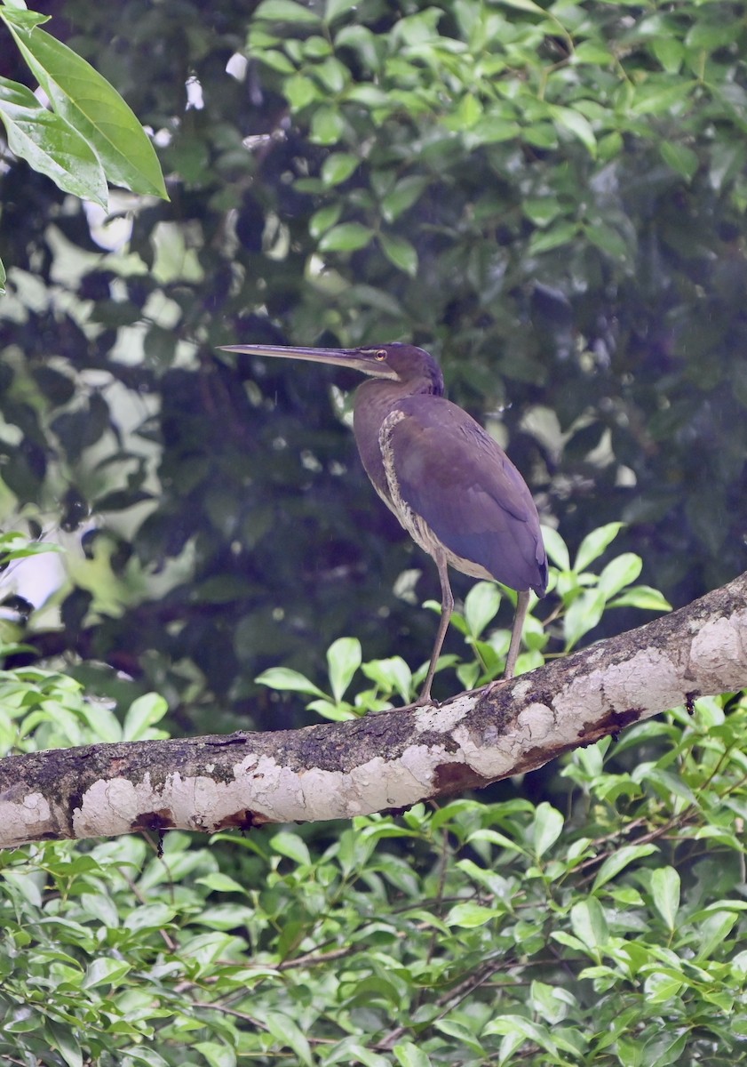 Agami Heron - ML634110191