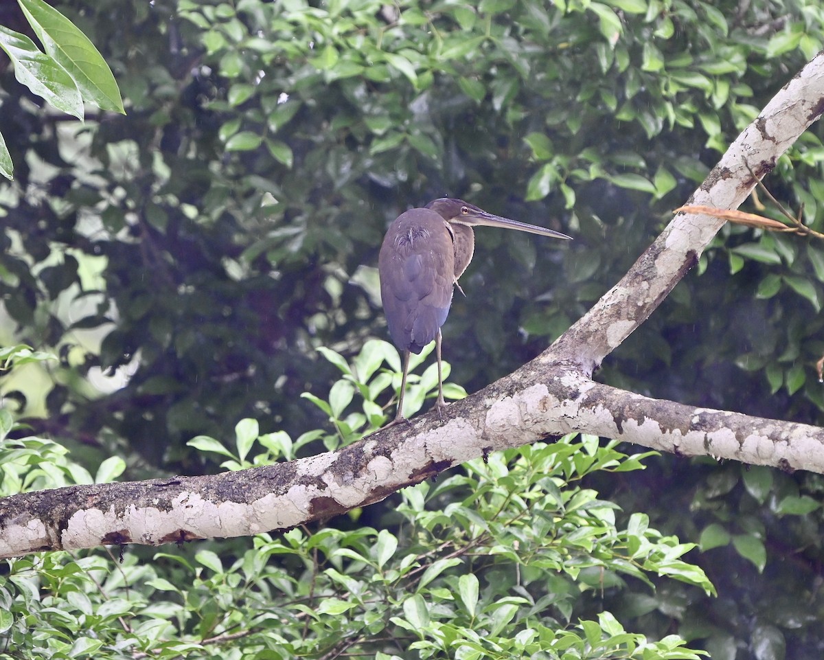 Agami Heron - ML634110192