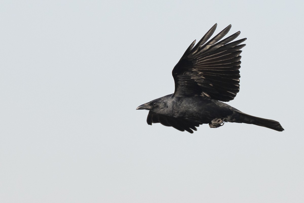 Fish Crow - ML634110245