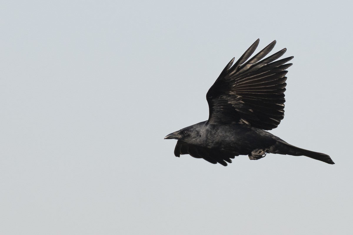 Fish Crow - ML634110246