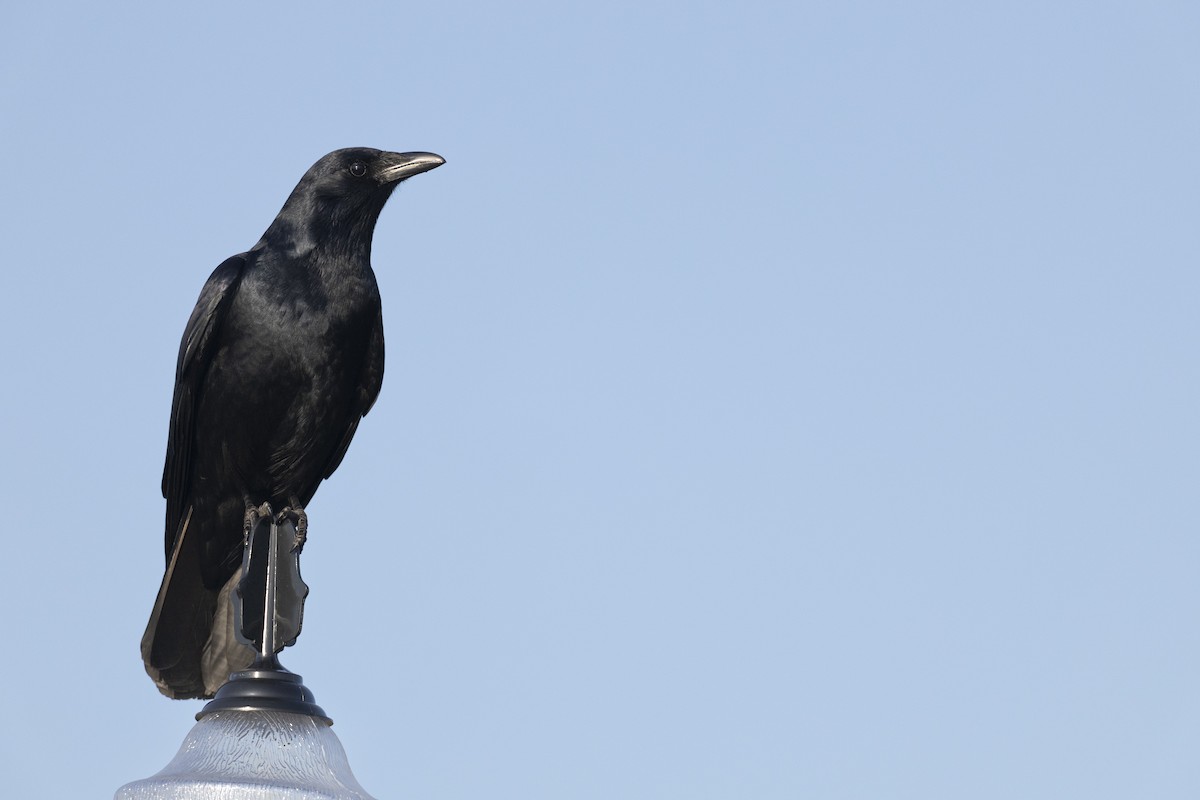 Fish Crow - ML634110247