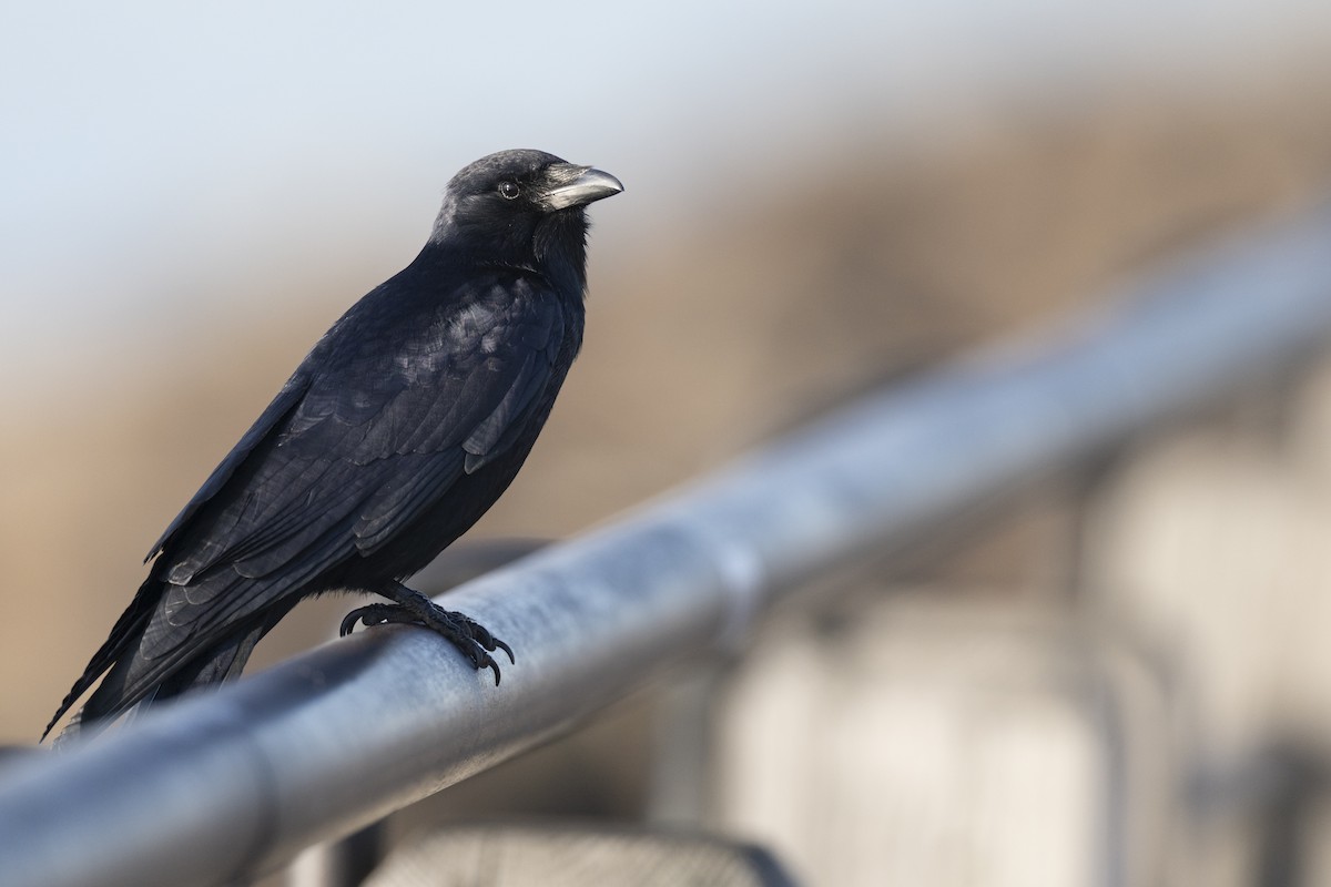 Fish Crow - ML634110248