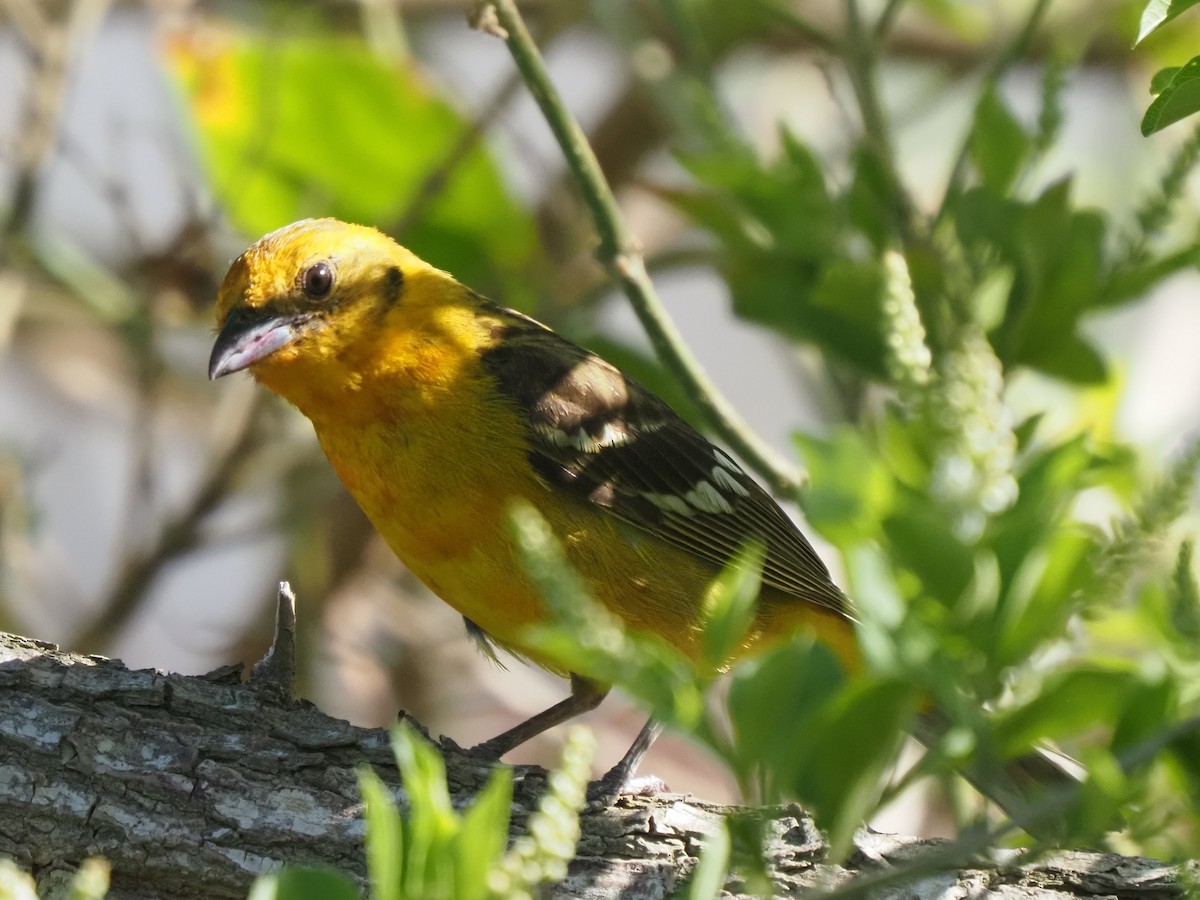 Flame-colored Tanager - ML634110259