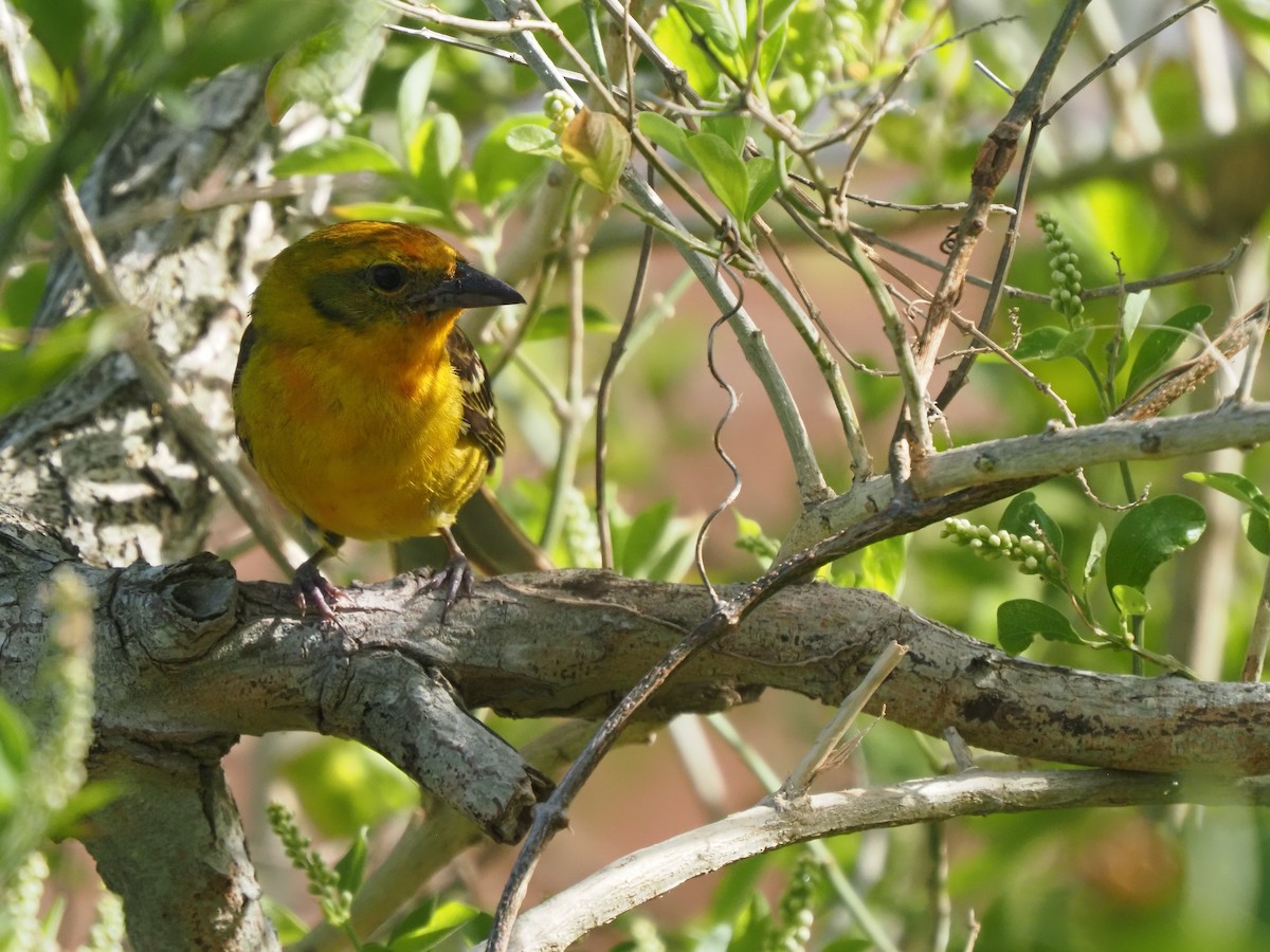 Flame-colored Tanager - ML634110262