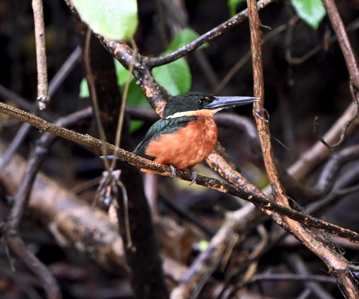 Green-and-rufous Kingfisher - ML634110273