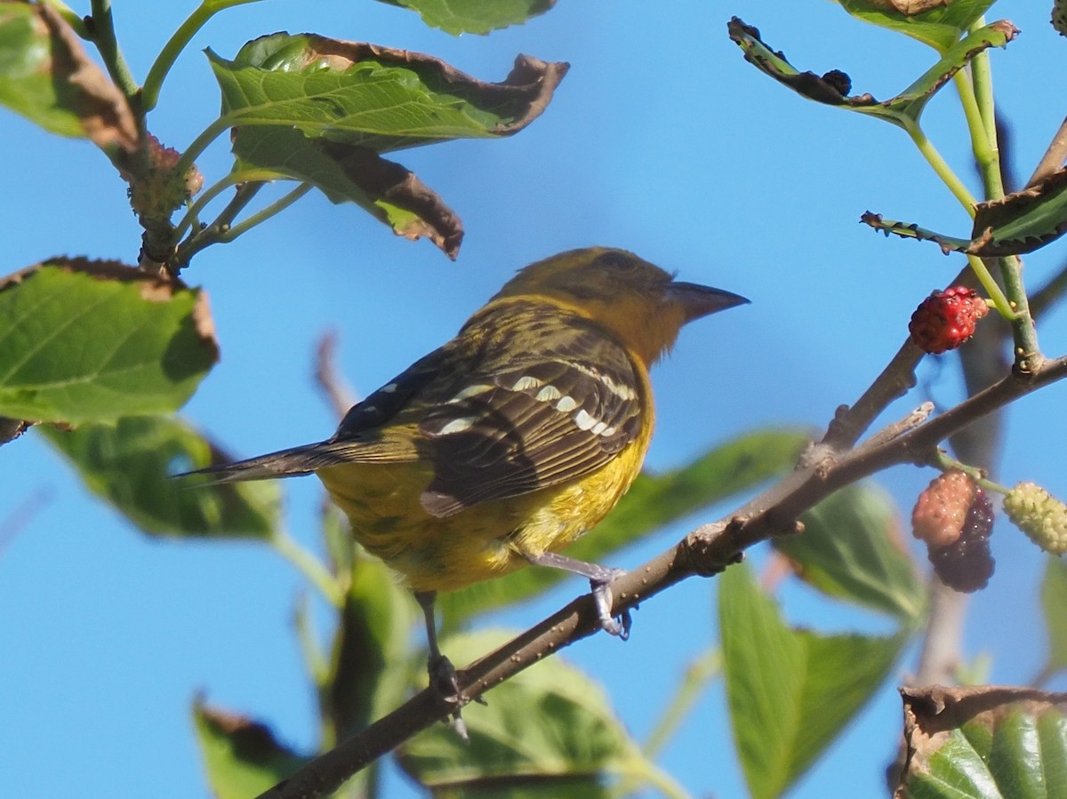 Flame-colored Tanager - ML634110297