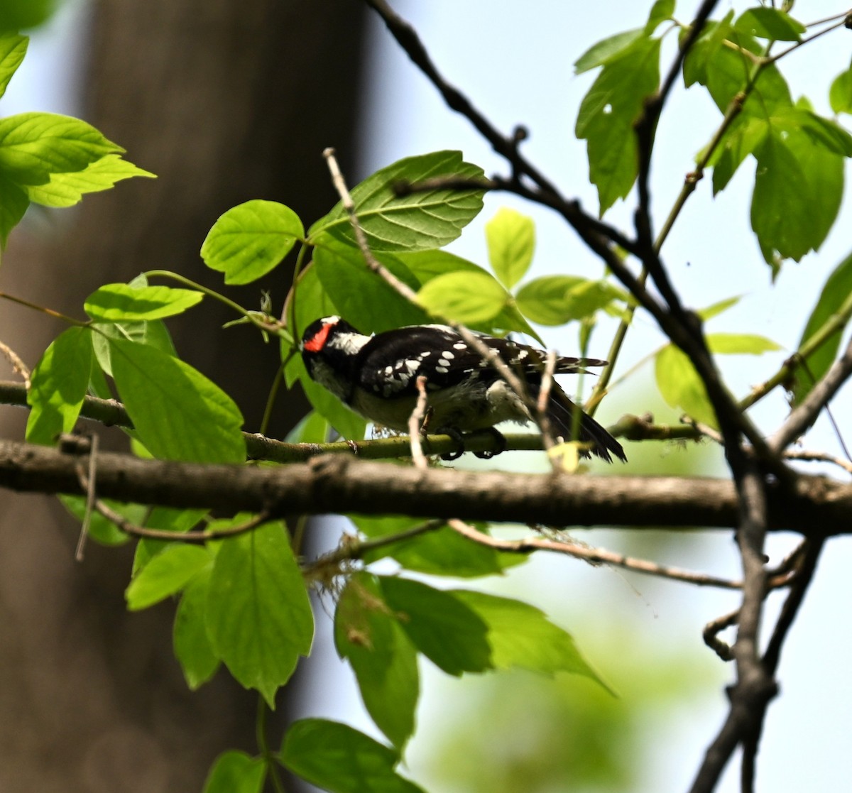 Пушистый дятел - ML634110338