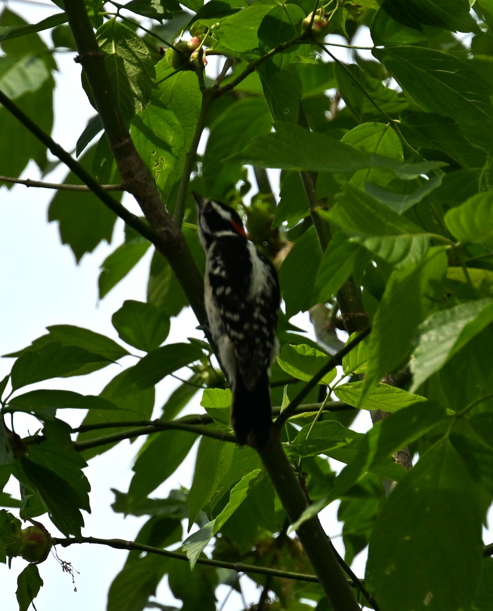 Пушистый дятел - ML634110354