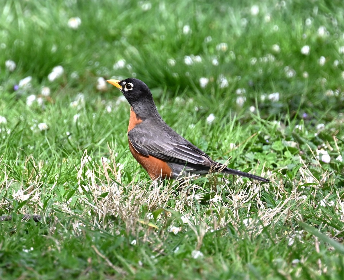 Странствующий дрозд - ML634110371