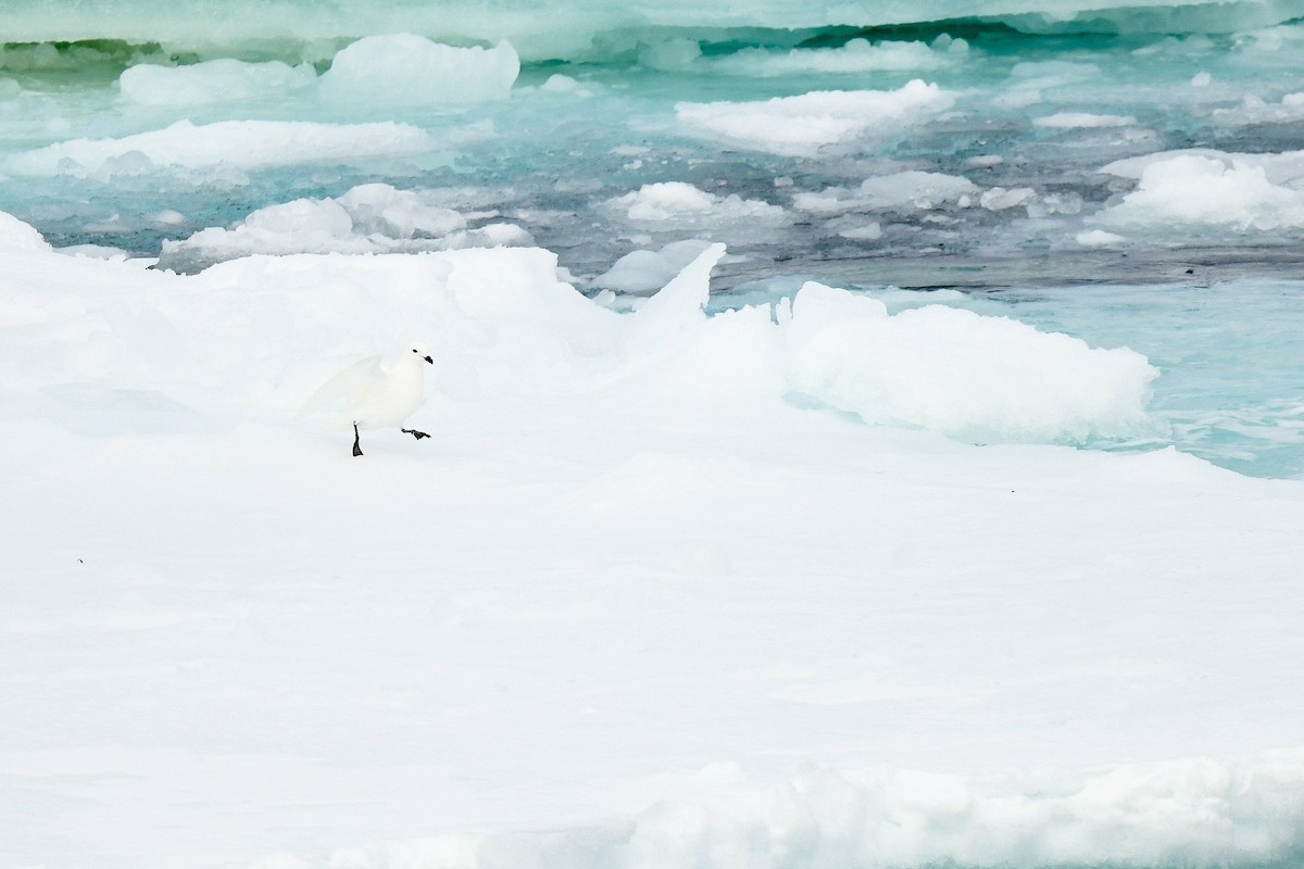 Snow Petrel - ML634110408