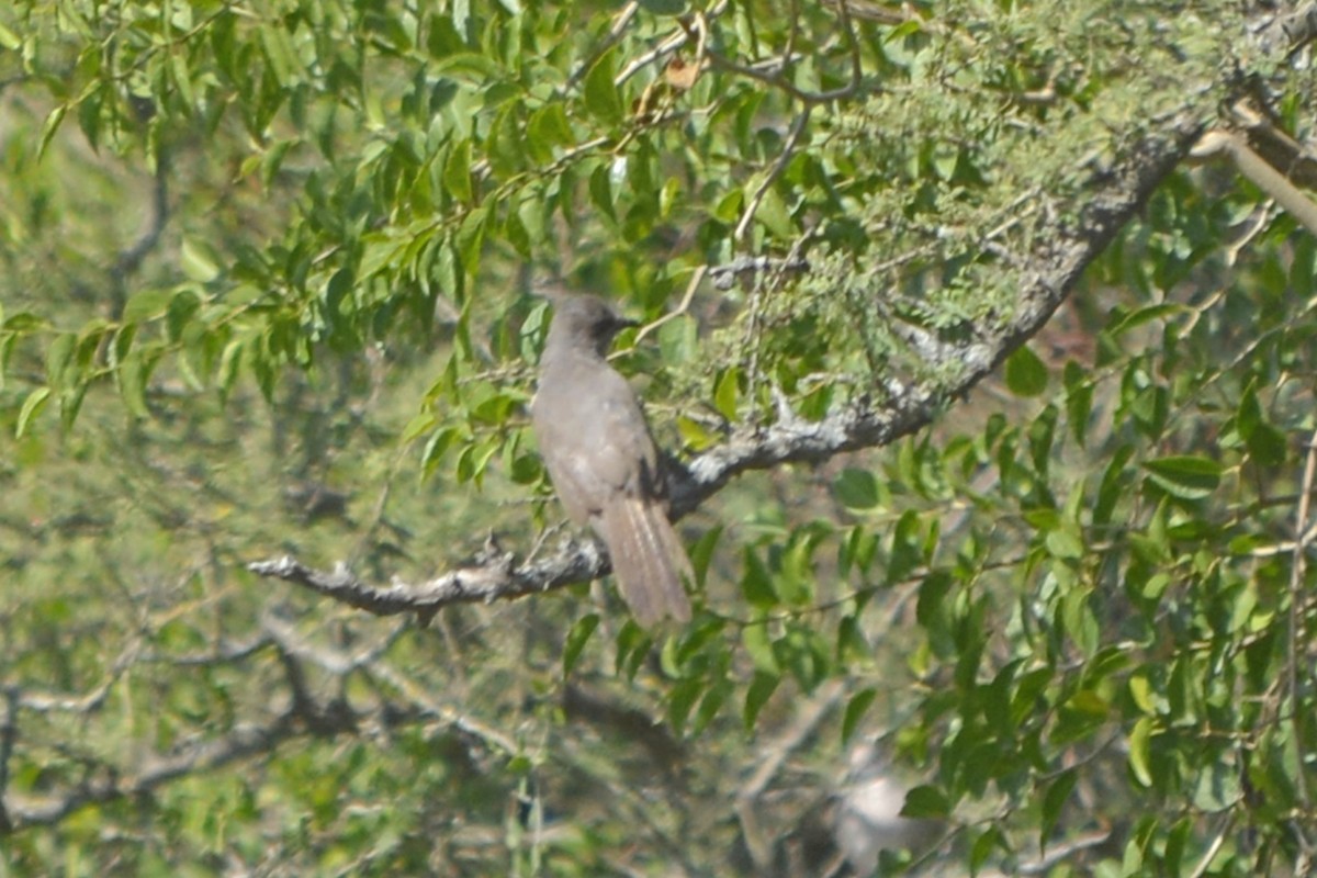 Ash-colored Cuckoo - ML634110410
