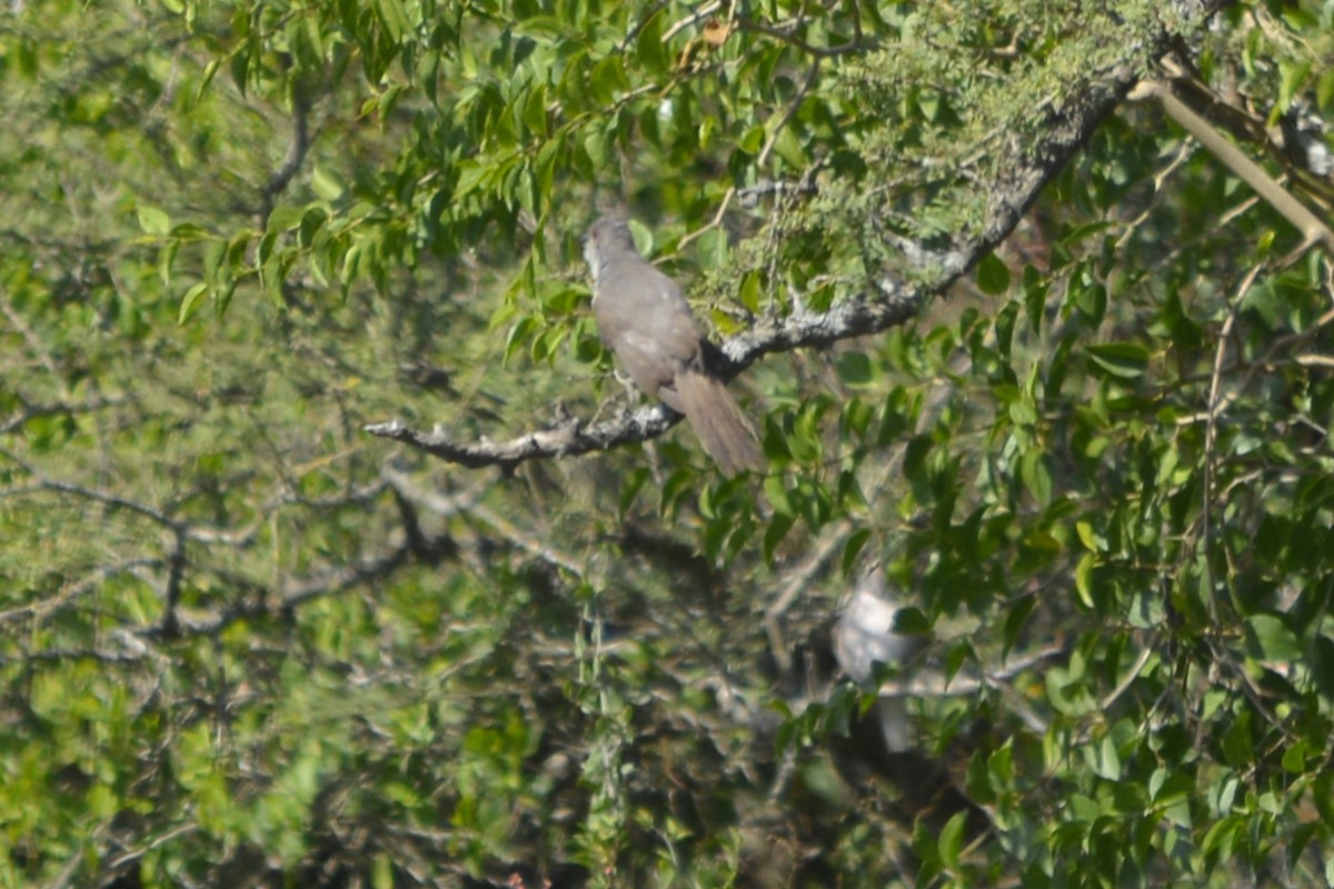 Ash-colored Cuckoo - ML634110411