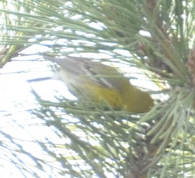 Pine Warbler - ML634110451
