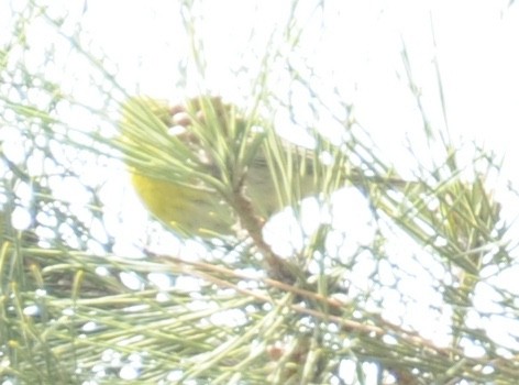 Pine Warbler - ML634110452