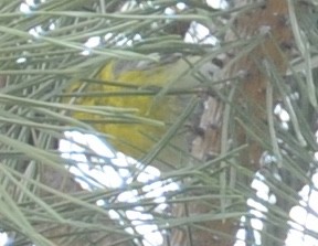 Pine Warbler - ML634110453