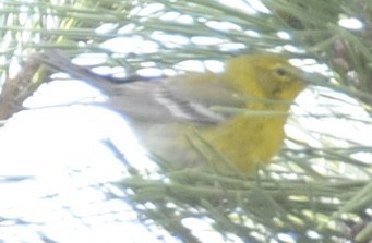 Pine Warbler - ML634110454
