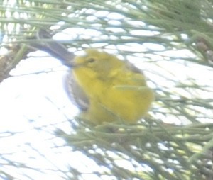 Pine Warbler - ML634110455