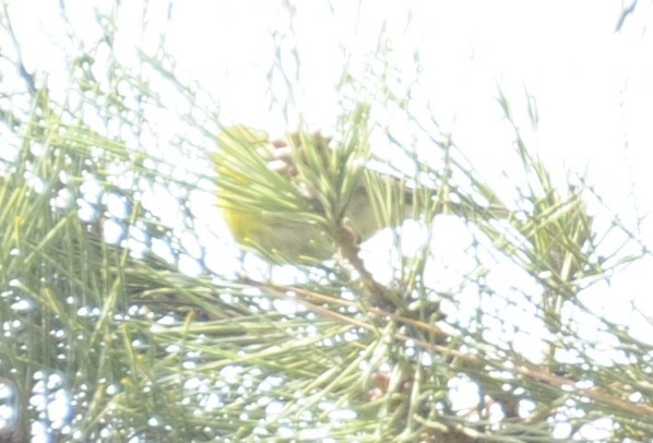 Pine Warbler - ML634110456