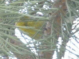Pine Warbler - ML634110458