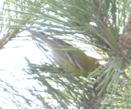Pine Warbler - ML634110459