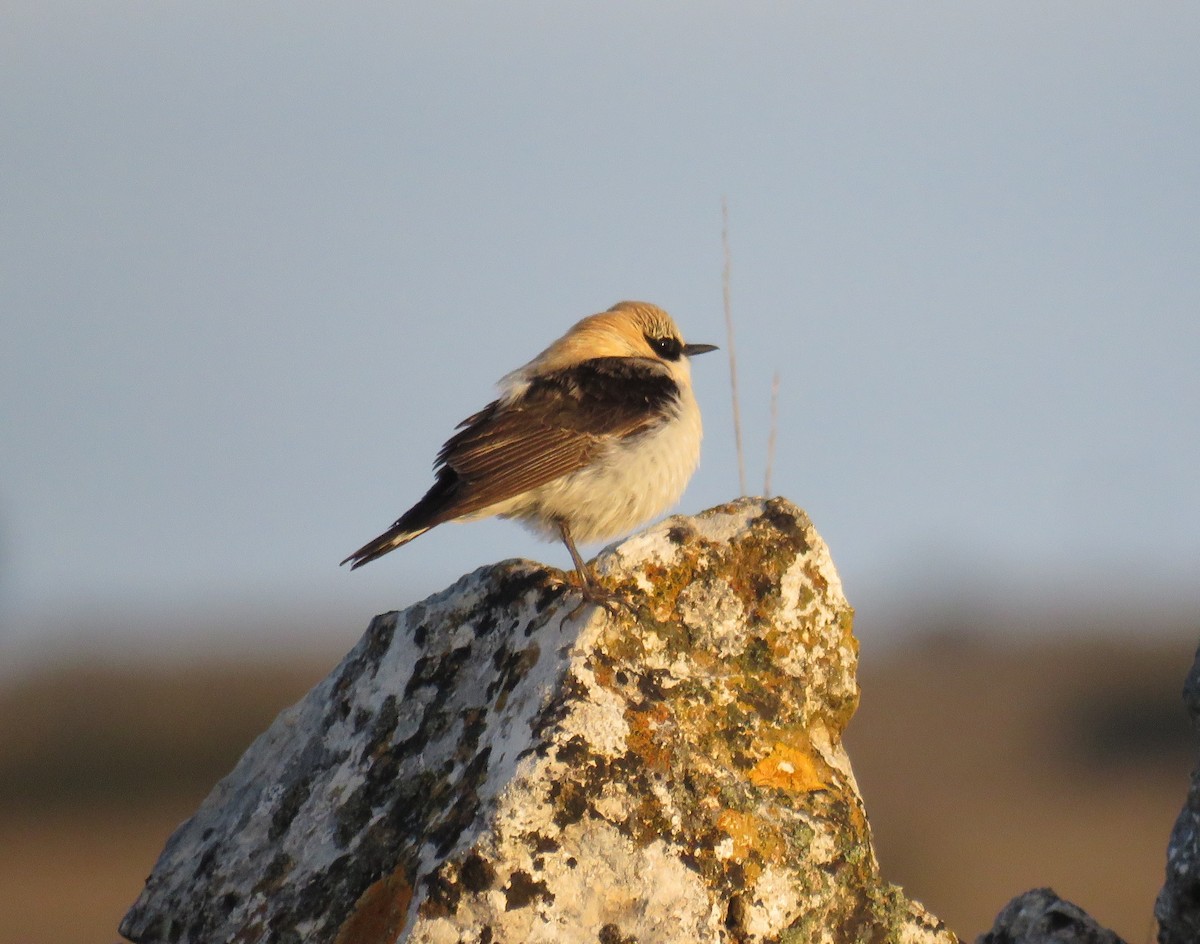 Western Black-eared Wheatear - ML634110468