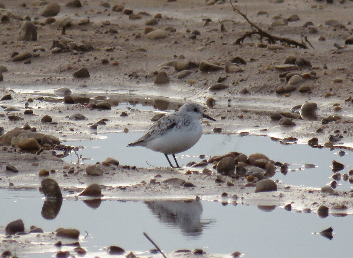 Sanderling - ML634110506