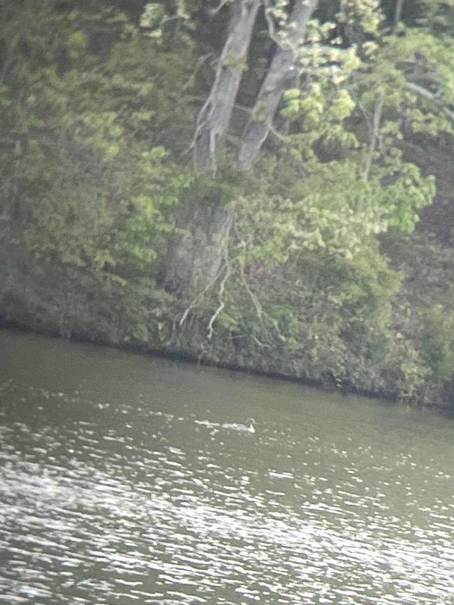 Red-breasted Merganser - ML634110555