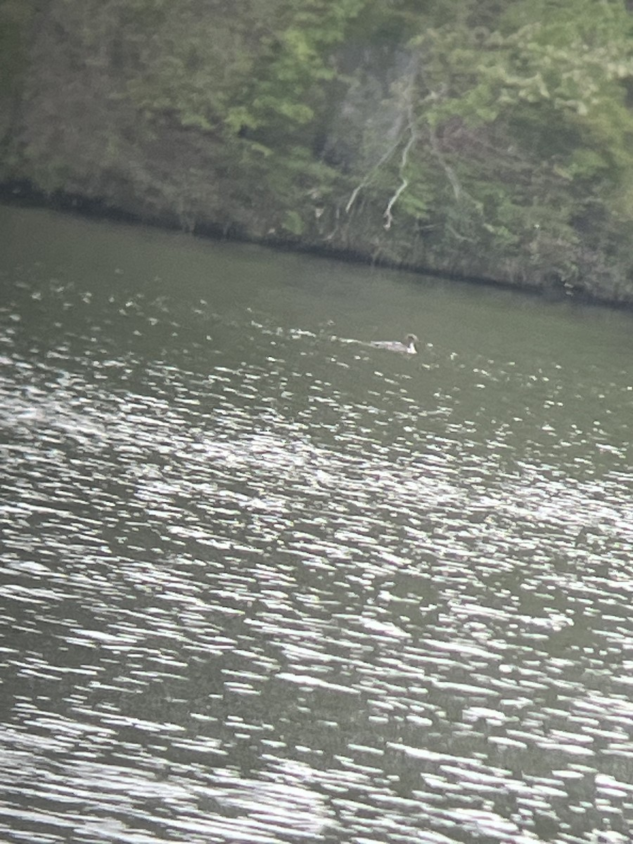 Red-breasted Merganser - ML634110556