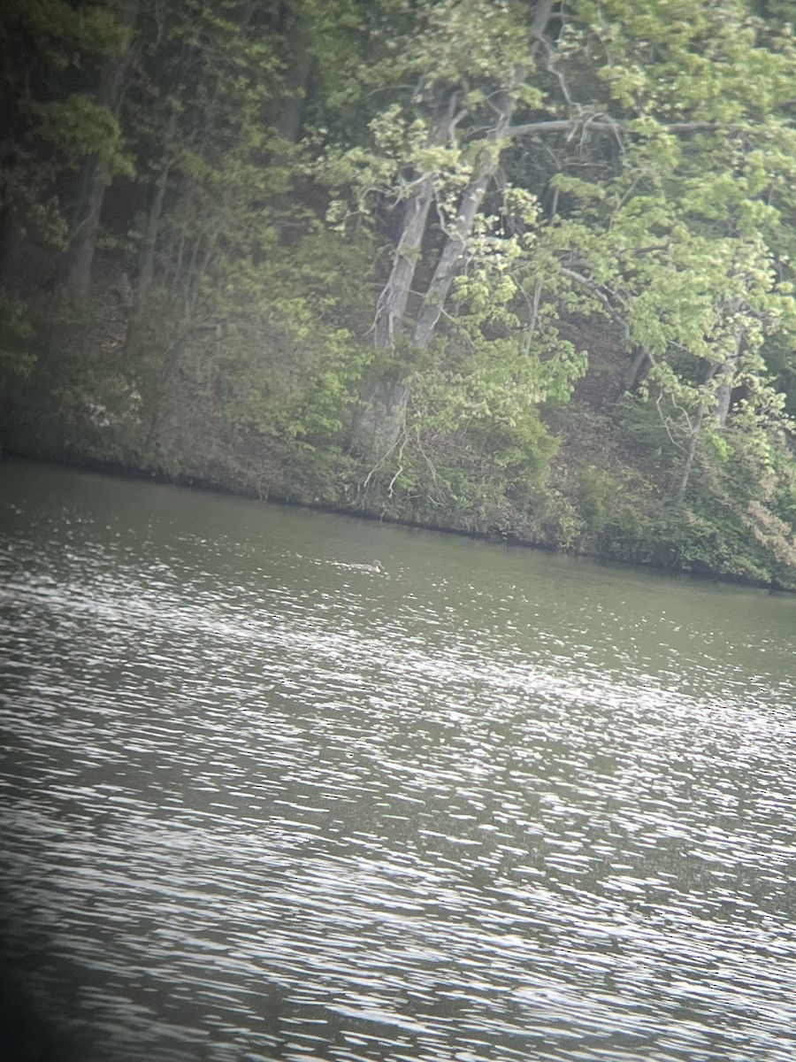 Red-breasted Merganser - ML634110557