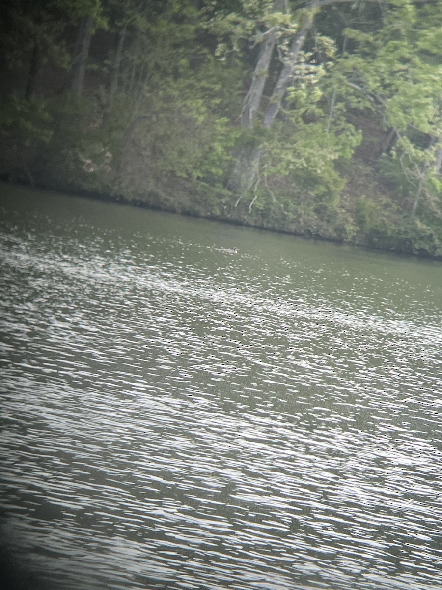 Red-breasted Merganser - ML634110558