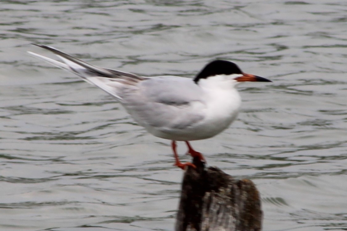 Forster's Tern - ML634110595