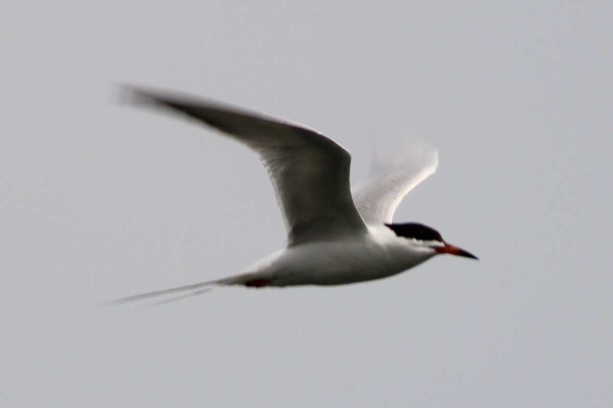 Forster's Tern - ML634110596