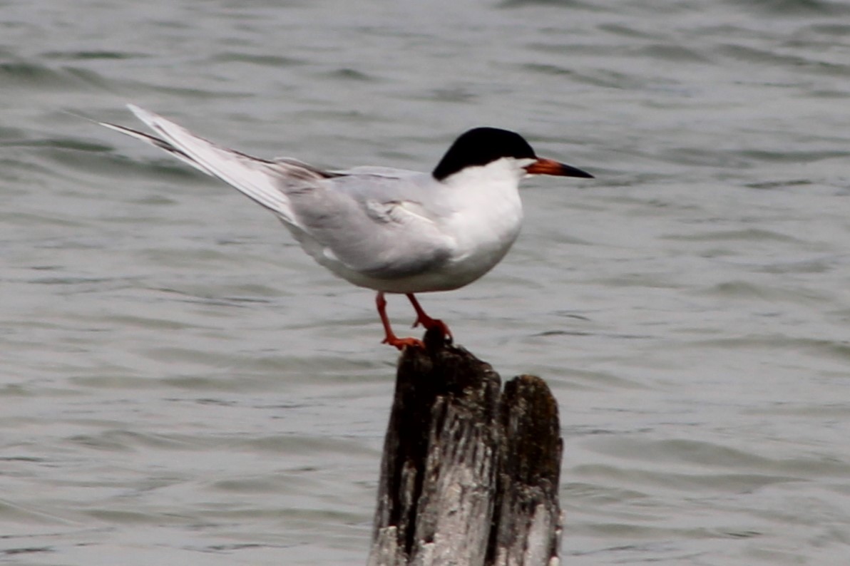 Forster's Tern - ML634110597