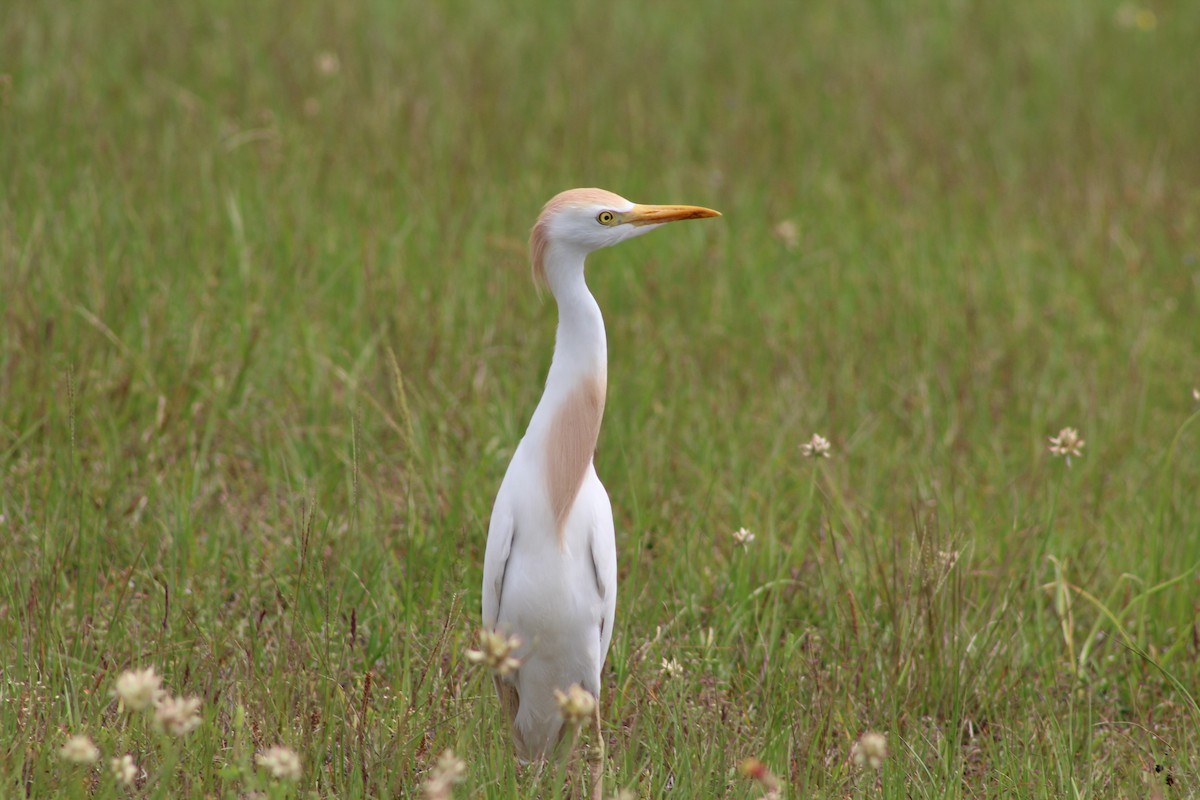 Western Cattle-Egret - ML634110638
