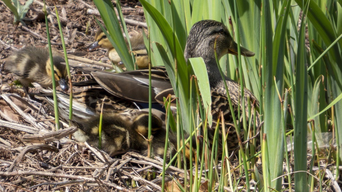 Canard colvert - ML634110680
