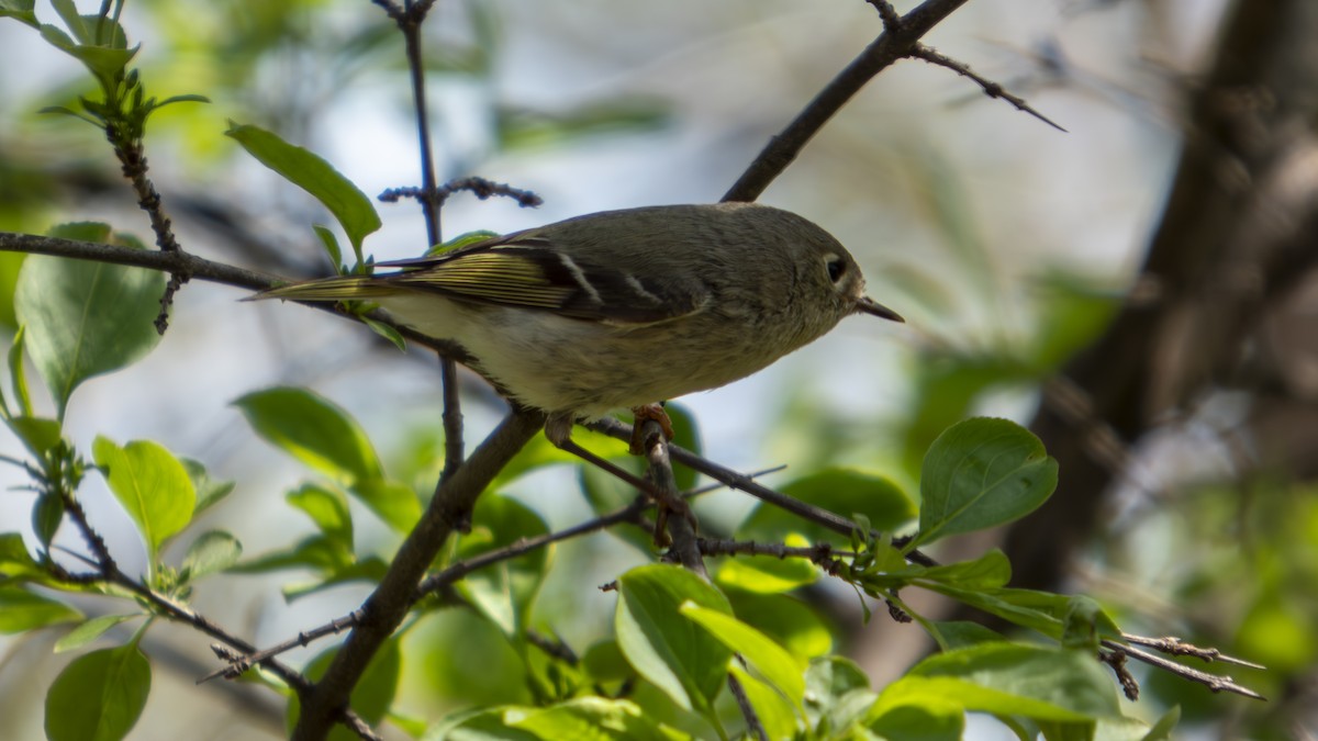 Roitelet à couronne rubis - ML634110704