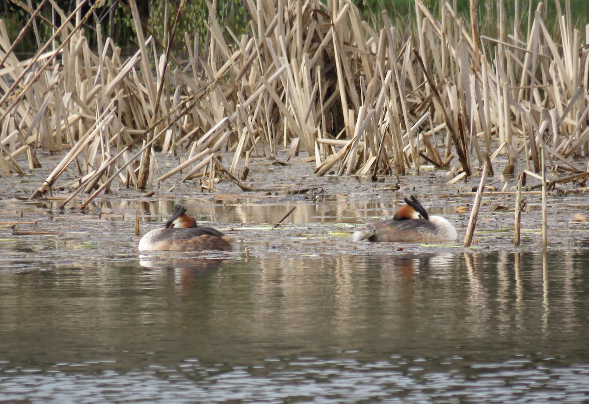 Great Crested Grebe - ML634110916