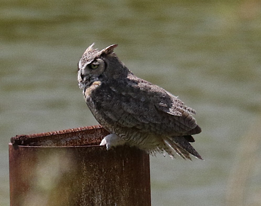 Great Horned Owl - ML634110934