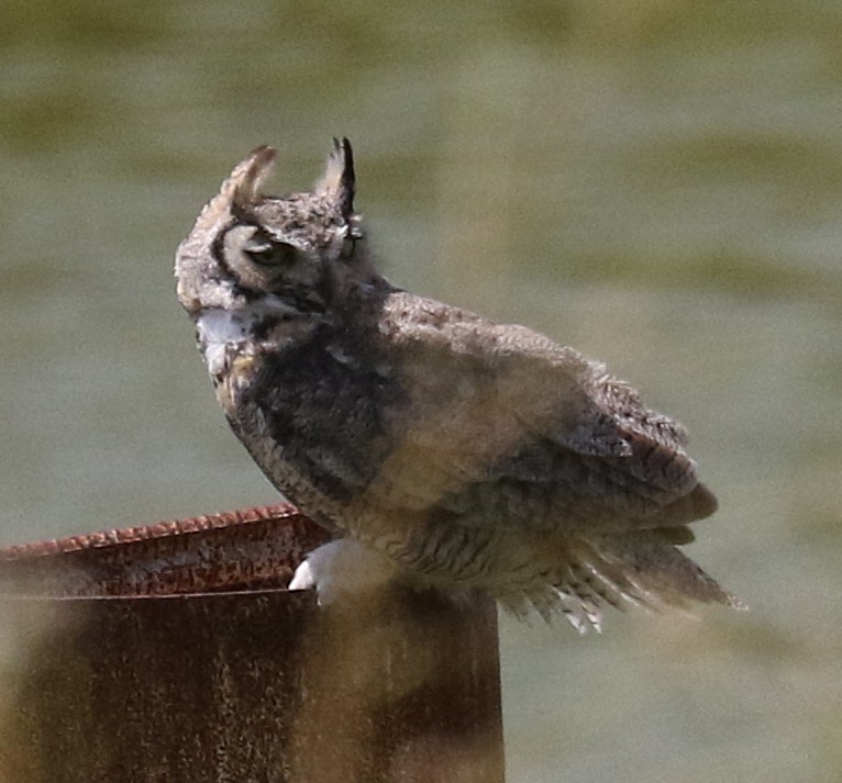 Great Horned Owl - ML634110935