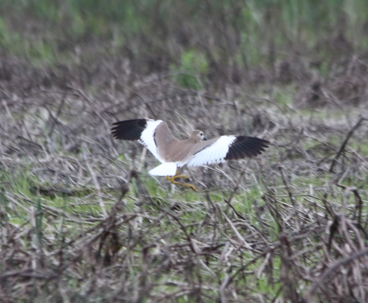 White-tailed Lapwing - ML634110976