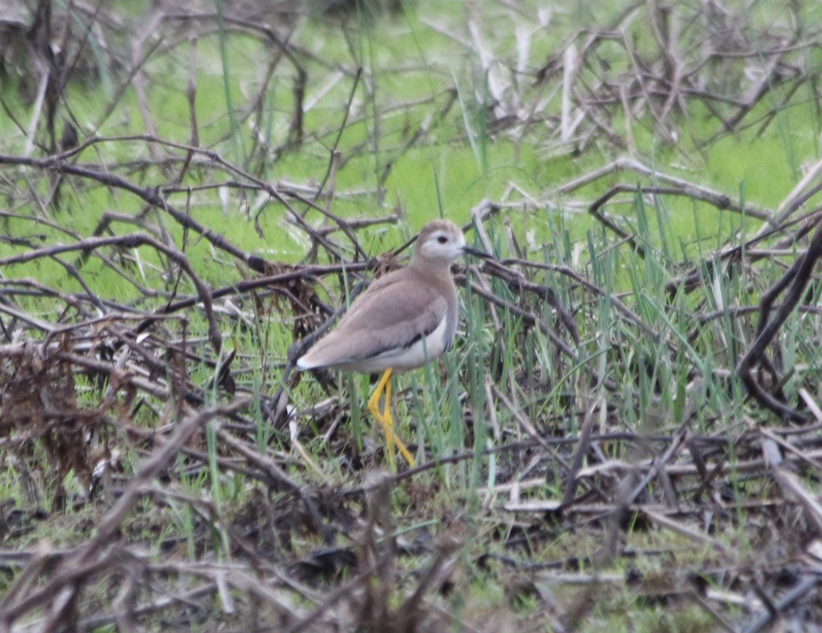White-tailed Lapwing - ML634110977