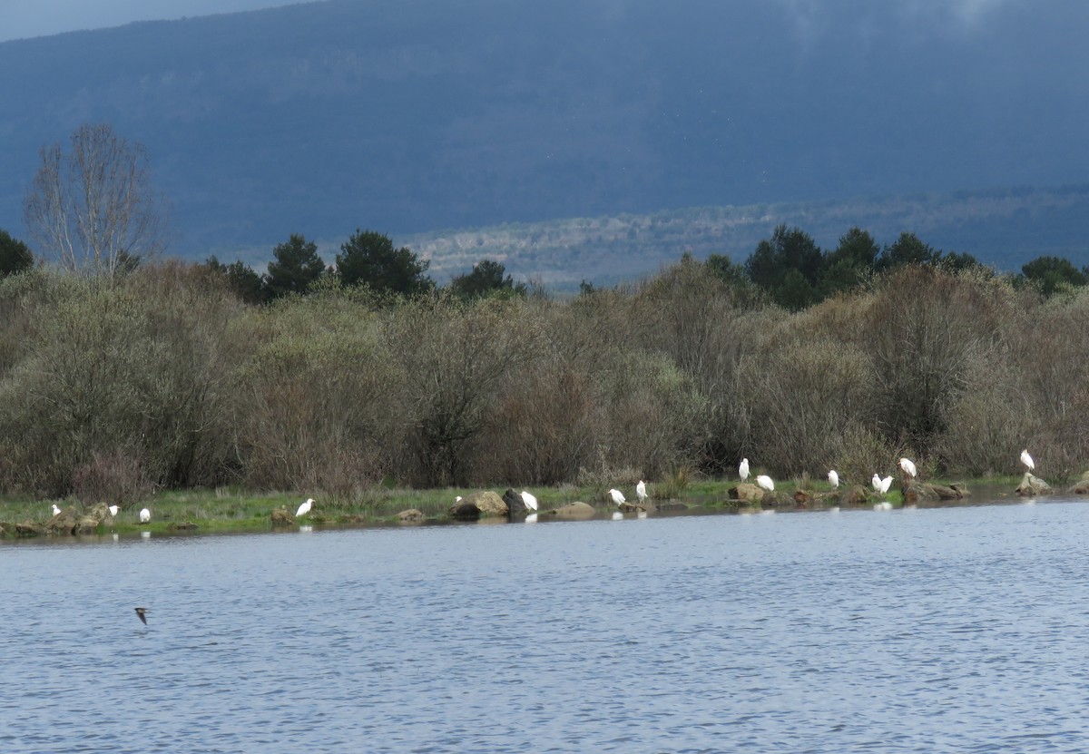 Western Cattle-Egret - ML634111031