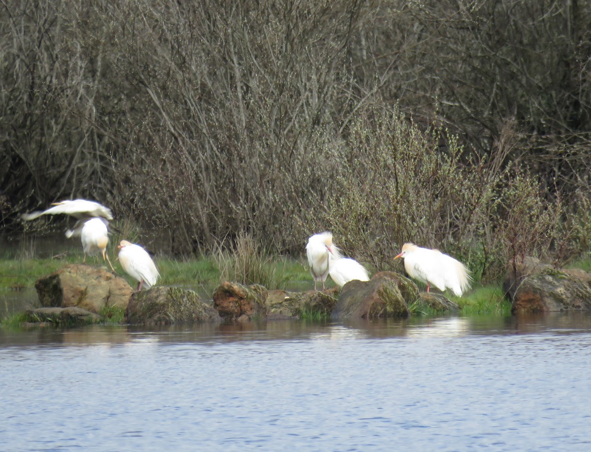 Western Cattle-Egret - ML634111032